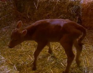 [Fox] A bright point in the show, the birth of the first calf